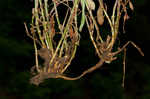 Balkan catchfly